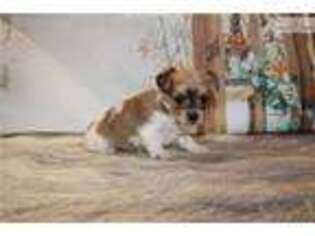 Shorkie Tzu Puppy for sale in Jacksonville, FL, USA
