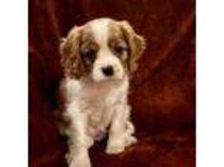 Cavalier King Charles Spaniel Puppy for sale in Montgomery Center, VT, USA