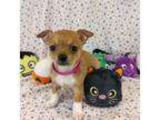 Chihuahua Puppy for sale in Hermiston, OR, USA