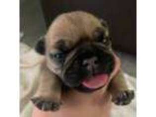 French Bulldog Puppy for sale in Willow Grove, PA, USA