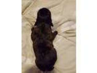 Mutt Puppy for sale in Washingtonville, NY, USA
