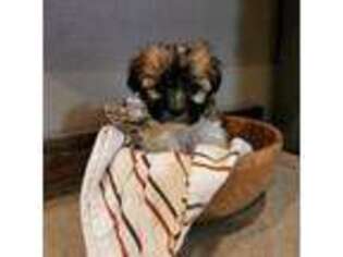 Mutt Puppy for sale in Davenport, WA, USA
