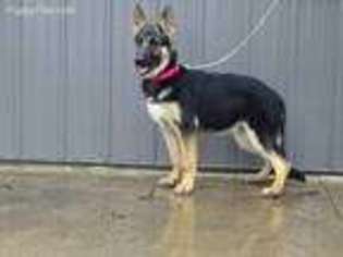 German Shepherd Dog Puppy for sale in Cambridge City, IN, USA