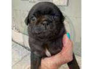 Pug Puppy for sale in Checotah, OK, USA