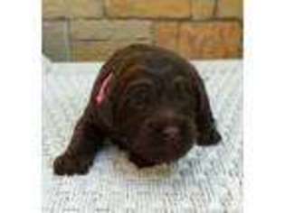 Australian Labradoodle Puppy for sale in LEONA VALLEY, CA, USA