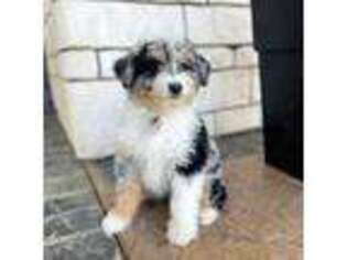 Mutt Puppy for sale in Shreve, OH, USA