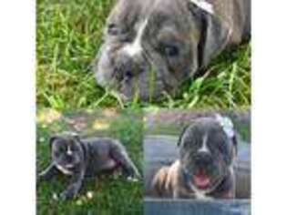 Olde English Bulldogge Puppy for sale in West Point, UT, USA