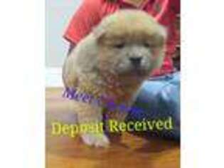 Chow Chow Puppy for sale in Hagerstown, MD, USA