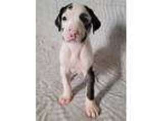 Great Dane Puppy for sale in Cunningham, KS, USA