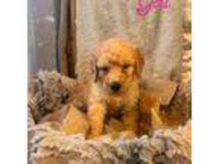 Goldendoodle Puppy for sale in Tempe, AZ, USA