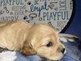 Cavachon Puppy for sale in Ellenville, NY, USA
