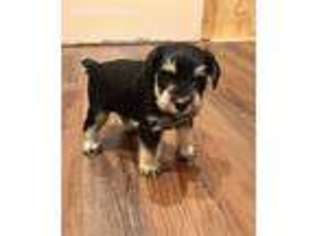 Mutt Puppy for sale in Camden Wyoming, DE, USA
