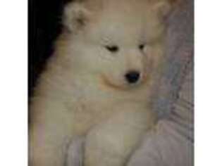 Samoyed Puppy for sale in Grand Rapids, MI, USA