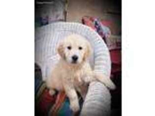 Golden Retriever Puppy for sale in Beaver Springs, PA, USA