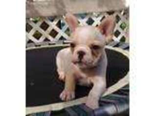 French Bulldog Puppy for sale in Canyon Lake, TX, USA