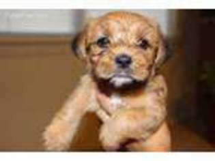 Shorkie Tzu Puppy for sale in Pasadena, TX, USA