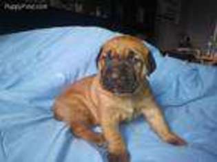 Boerboel Puppy for sale in Randallstown, MD, USA