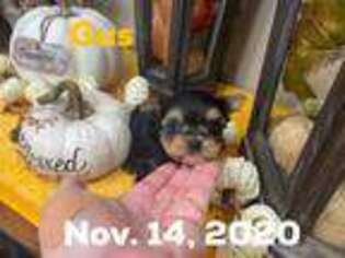 Yorkshire Terrier Puppy for sale in Vilonia, AR, USA