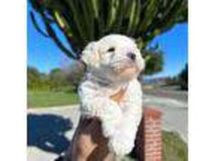 Mutt Puppy for sale in Montebello, CA, USA