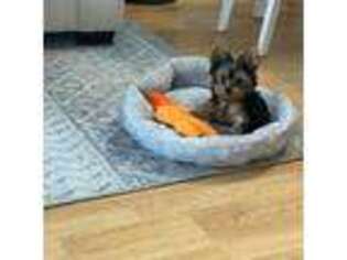 Yorkshire Terrier Puppy for sale in Union, NJ, USA