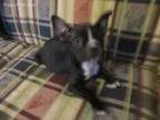 Boston Terrier Puppy for sale in Nashville, TN, USA