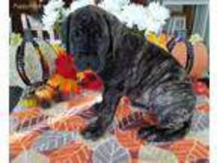 Great Dane Puppy for sale in Lovington, IL, USA