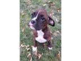 Boxer Puppy for sale in Uniontown, PA, USA
