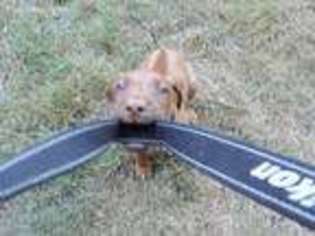 Rhodesian Ridgeback Puppy for sale in Buckley, WA, USA