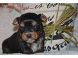 Yorkshire Terrier Puppy for sale in Old Fort, NC, USA