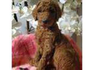 Mutt Puppy for sale in Woodbridge, VA, USA