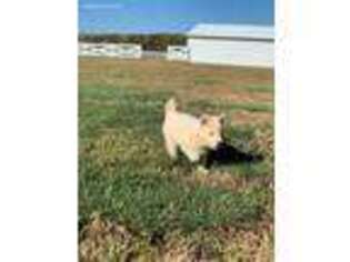 Siberian Husky Puppy for sale in Catlett, VA, USA