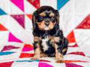 Cavalier King Charles Spaniel Puppy for sale in Hawkins, TX, USA