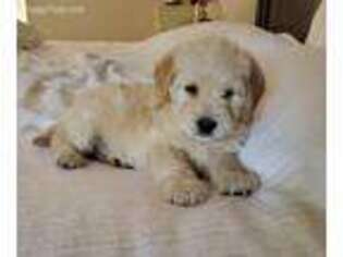 Labradoodle Puppy for sale in Dillwyn, VA, USA