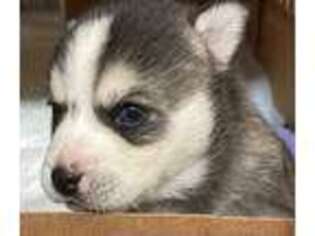Alaskan Klee Kai Puppy for sale in Nampa, ID, USA
