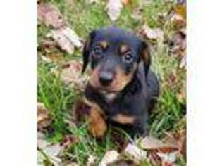 Dachshund Puppy for sale in Nashville, TN, USA