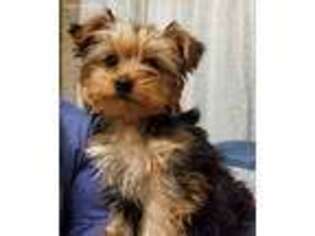 Yorkshire Terrier Puppy for sale in Brady, NE, USA