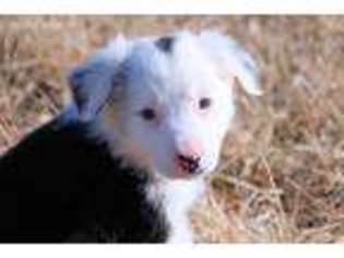 Border Collie Puppy for sale in Oskaloosa, KS, USA