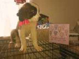 Saint Bernard Puppy for sale in Clarksville, TN, USA