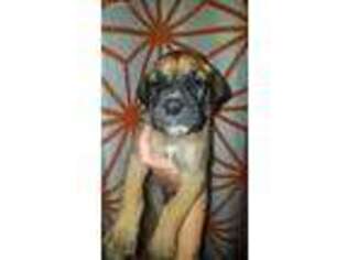 Great Dane Puppy for sale in Roulette, PA, USA