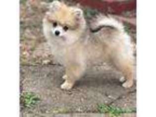 Pomeranian Puppy for sale in Decatur, IL, USA