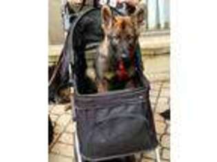 German Shepherd Dog Puppy for sale in Holland, MI, USA