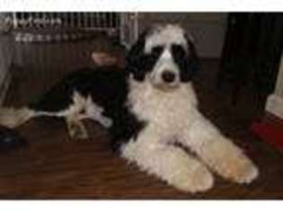 Portuguese Water Dog Puppy for sale in Antioch, CA, USA