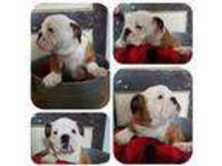 Bulldog Puppy for sale in Wauseon, OH, USA
