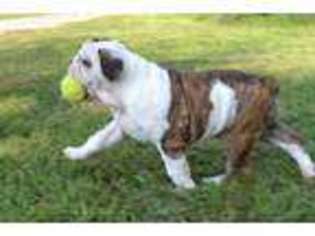 Bulldog Puppy for sale in Niangua, MO, USA