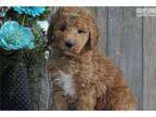 Goldendoodle Puppy for sale in Harrisburg, PA, USA