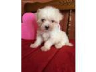 Maltese Puppy for sale in Baileyville, KS, USA