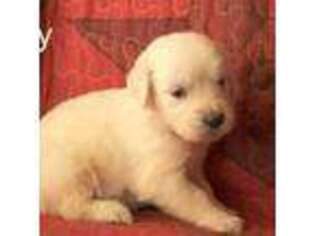 Golden Retriever Puppy for sale in Azle, TX, USA