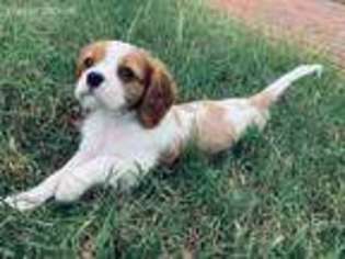 Cavalier King Charles Spaniel Puppy for sale in Chattanooga, TN, USA