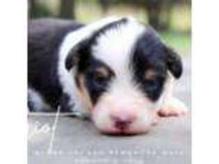 Pembroke Welsh Corgi Puppy for sale in Plains, MT, USA