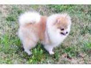 Pomeranian Puppy for sale in Englewood, FL, USA